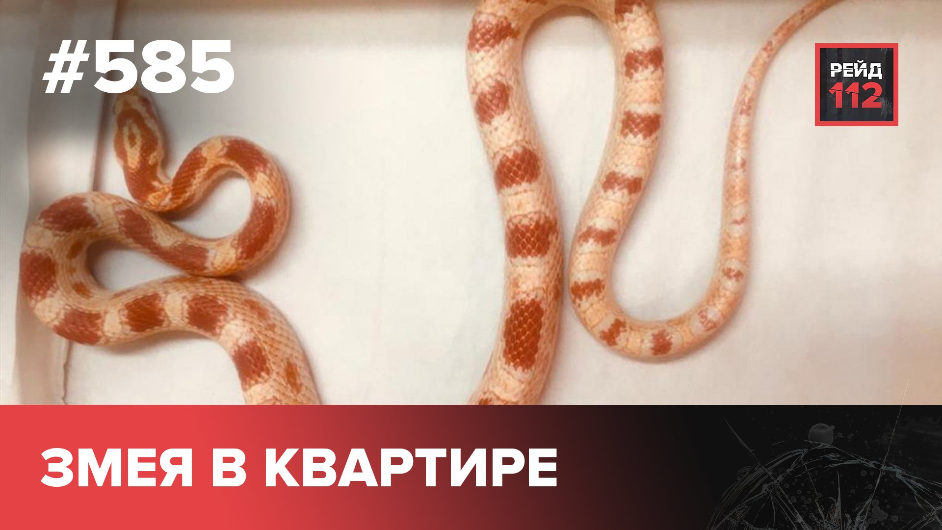 ЗМЕЯ В КВАРТИРЕ | СБИЛ ПОЕЗД | НАПАЛИ НА ТАКСИСТА | РЕЙД 112. ВЫПУСК 137 смотреть онлайн