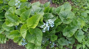 ?НЕЗАБУДКИ ?ЦВЕТЫ?