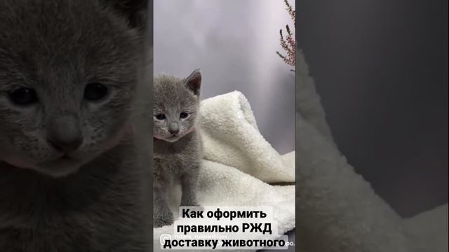 Как правильно оформить РЖД доставку животного без сопровождения