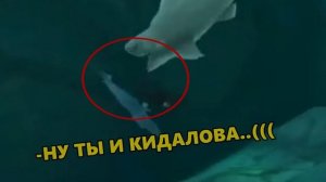 АКУЛА ПОН — ОТКУДА МЕМ? ? Акула Говорит Пон | Откуда Мем с Белой Акулой Которая Говорит Слово Пон ?