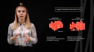 Строение эукариотической клетки | Биология