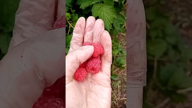 Шикарный сорт летней малины Радзиева г. Омск Ферма "Омская Ягода".