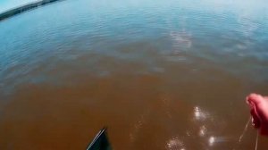 Как я впервые рыбачил на перемет.  На реке Обь  Язь судак