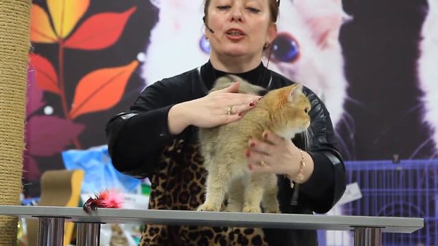 WCF ring Adult (All breed), эксперт Наталия Белова смотреть онлайн