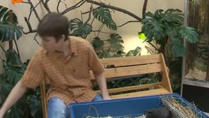 Морская свинка скинни. Кто это?