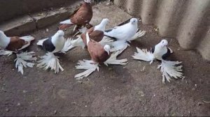 голуби Северокавказские