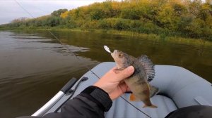 Осенний окунь на цикады. Ловлю в черте города