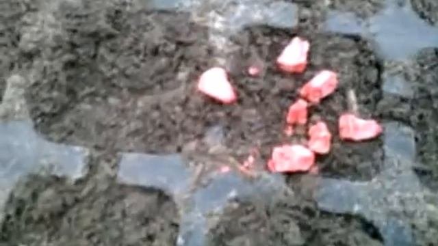 Выращивание сахарной кукурузы