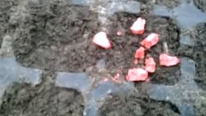 Выращивание сахарной кукурузы