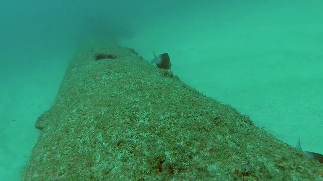 Погружение к парусному судну, Шри Ланка, Хиккадува смотреть онлайн