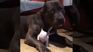 Французский бульдог и Кане корсо