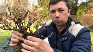 Тимьян горный пересадка!