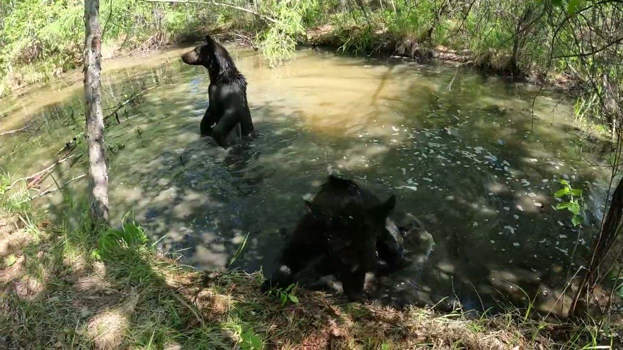 Медвежонок мешает заниматься красотой сестрёнке.