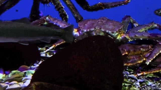 Подводный мир