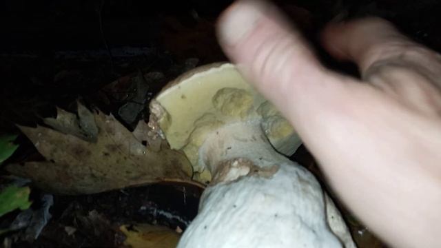 13 жовтня. Білий гриб гігант.  mushrooms.