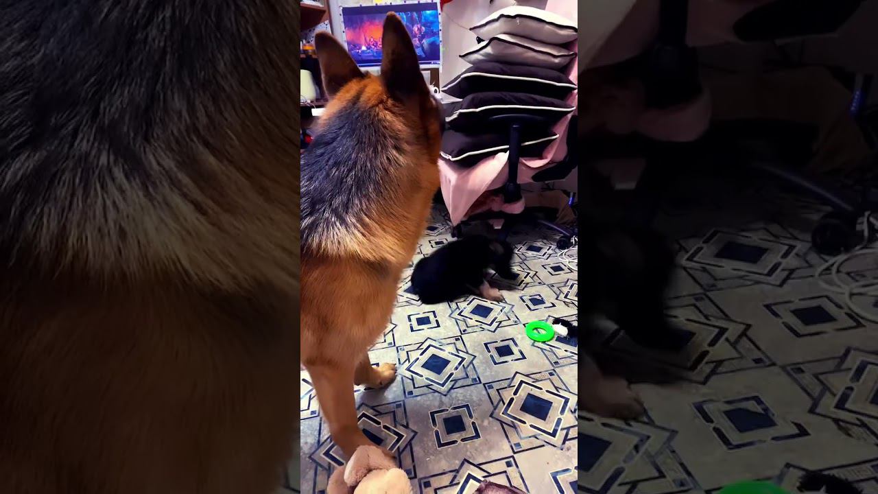 Сараби играет на ночь глядя , общение щенка и взрослой овчарки #shorts #немецкаяовчарка #собаки смотреть онлайн