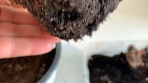 Клубни БЕГОНИИ проросли, ЧТО делаем ДАЛЬШЕ?