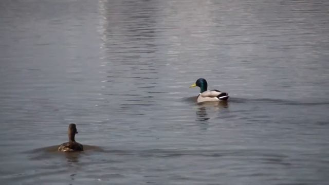 Samsung HMX-Q10 test смотреть онлайн