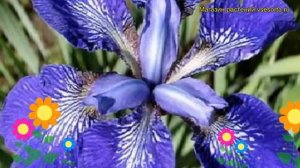 Ирис сибирский Кита-Но-Сеиза. Краткий обзор, описание характеристик iris sibirica Kita-No-Seiza