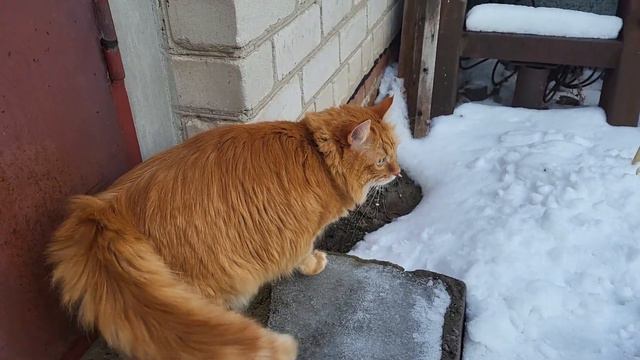 рыжий кот не любит холодину смотреть онлайн