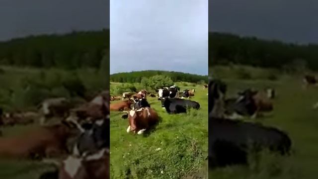 Стадо коров на продаже. Есть нетели и телки оптом. Продажа крупно рогатого скота живым весом.