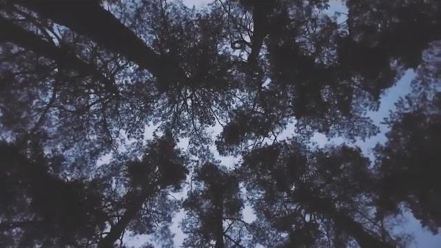 Ночной лес - релакс смотреть онлайн