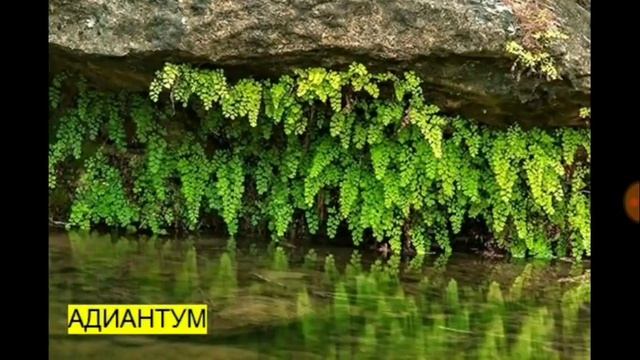 220. Папоротники дикоросы и комнатные, как различать, готовить, польза.