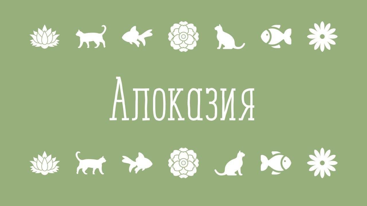 Алоказия и флорариум/Цветочные будни/Пересадка цветов/О грунте, поливе, посадке/1 часть