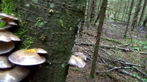 Грибы Вешенки в лесу поздней осенью. Как распознать.