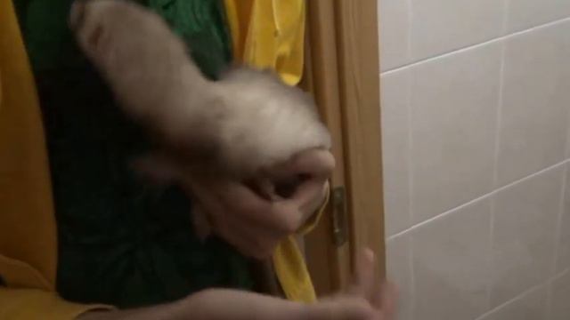 Хорёк на ручках смотреть онлайн