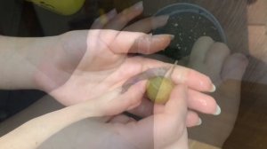 ВЫРАЩИВАЕМ ЭКЗОТИЧЕСКИЕ ФРУКТЫ ДОМА. КАК ВЫРАСТИТЬ ФЕЙХОА, ЛУКУМУ, МАРАКУЙЮ, ЛОНГАН, АНАНАС, МАНГО