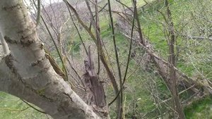 Прививка вербы на иву