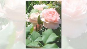 Sharifa Asma Rose David Austin