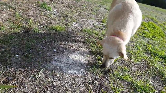 Цветение мимозы, дикого миндаля и камелии. Прованс, Юг Франции. смотреть онлайн