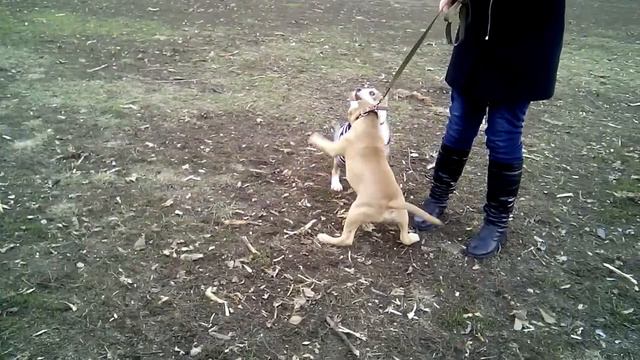 Игры щенков стаффордов смотреть онлайн