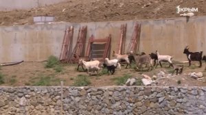 Деревенское счастье Алексея Носырева