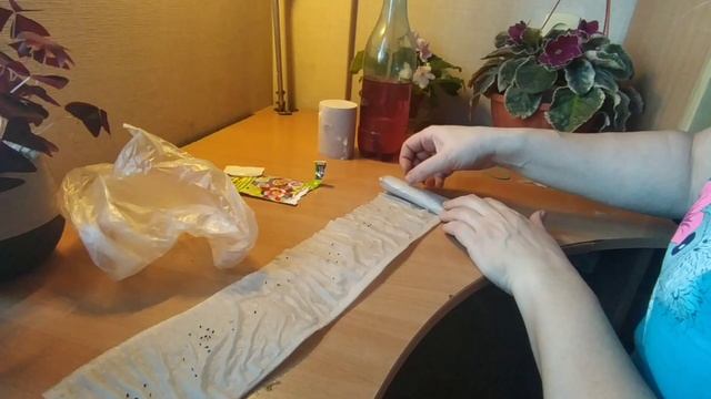 аквилегия посадка семян в подложку