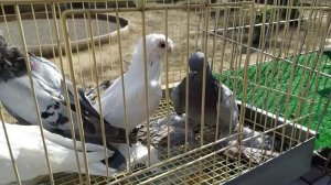 Узбекские Голуби 🕊️ в Новосибирске.