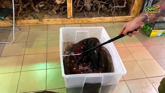 КУПАЕМ САМОГО БОЛЬШОГО СЕТЧАТОГО ПИТОНА