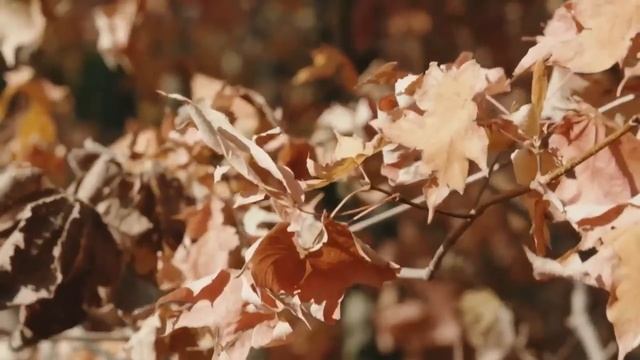 Calm peaceful piano music for Stress Relief – Leaves of Fall смотреть онлайн