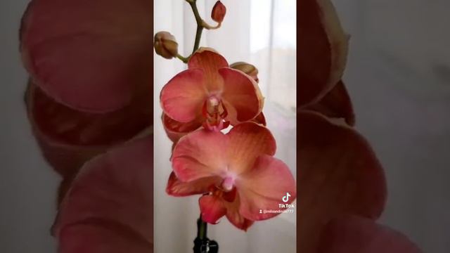 Monza смотреть онлайн