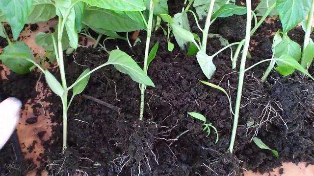 Хотите мощную рассаду и супер урожай перца, сделайте это в марте. смотреть онлайн