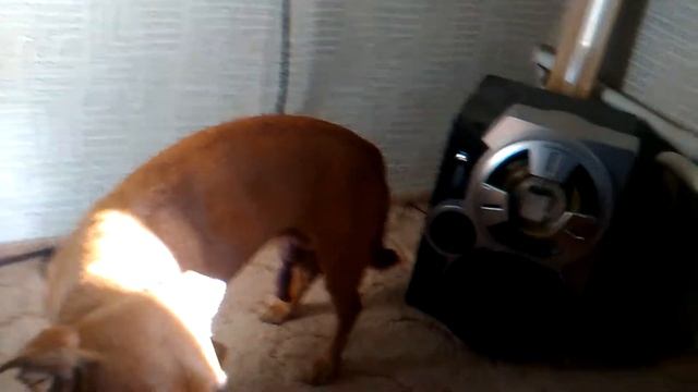 Сам себе друг. Пёс обсос смотреть онлайн