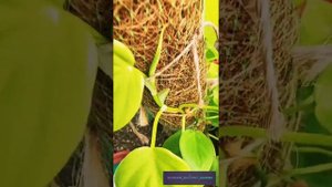 My Philodendron Plant Collections & Care Tips : Easy to Grow and Maintain