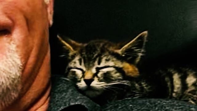 Когда Кошка и Человек Действительно Любят Друг Друга Как Кошка Приручила Человека смотреть онлайн