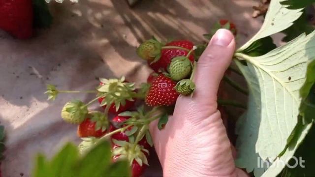 ДЖАЙВ (JIVE) - голландский сорт клубники с ХИТРИНКОЙ))) смотреть онлайн