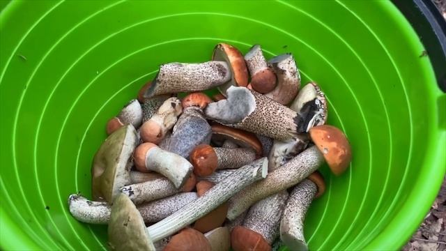 Грибник нашел грибной рай в лесу — Сбор грибов на максималках смотреть онлайн