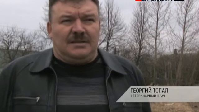 Каратин по бешенству в Рузском районе