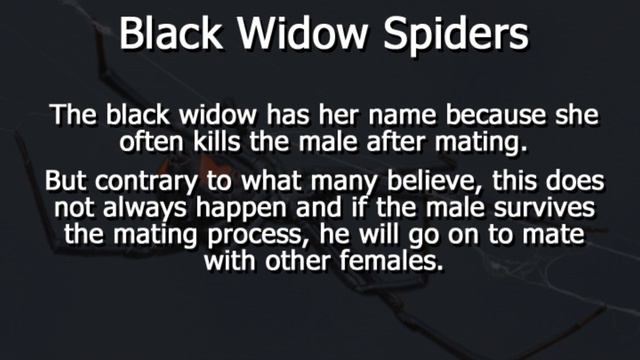 Black Widow Spiders: Dangers And Avoidance Tips смотреть онлайн