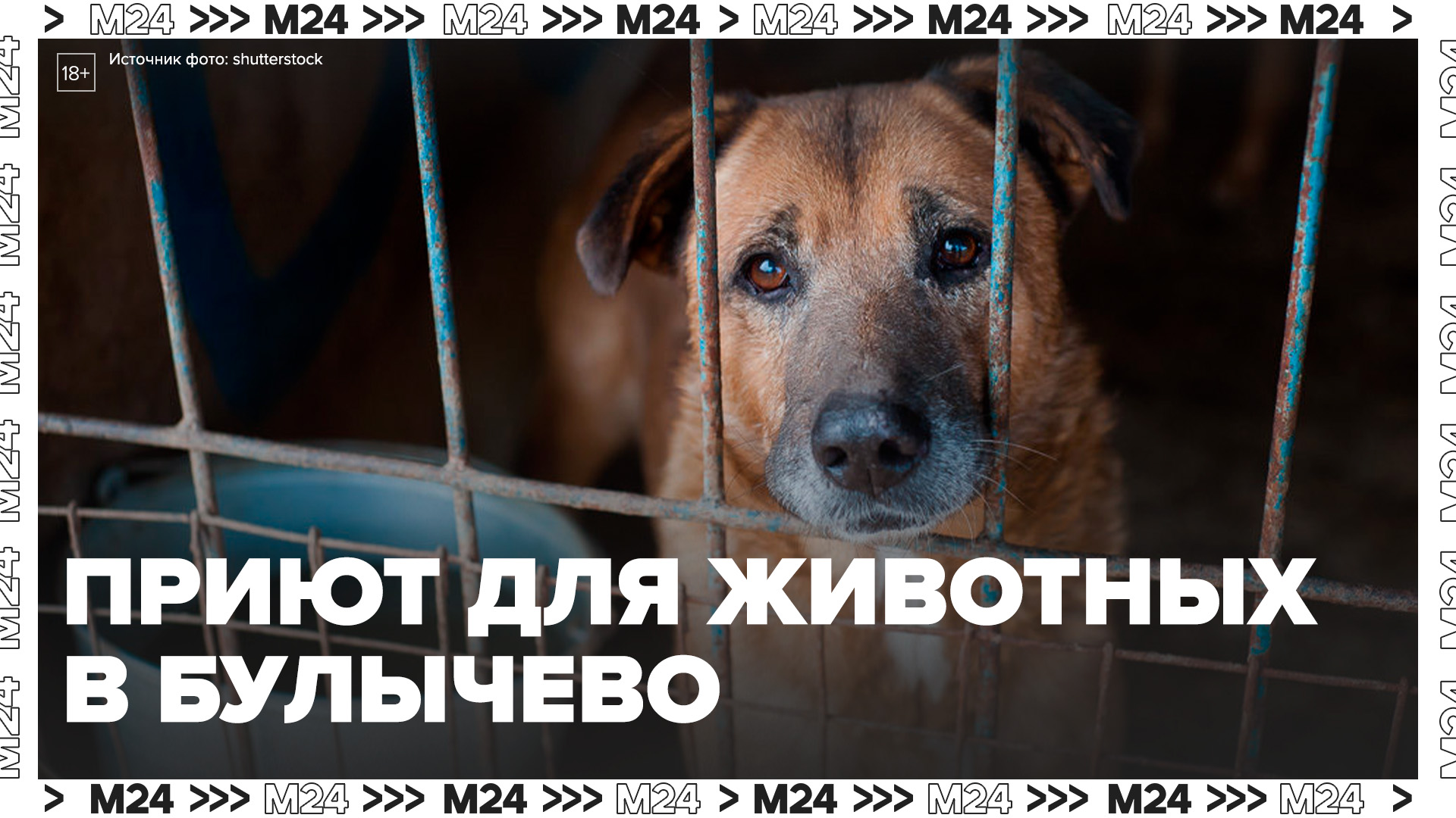Приют для бездомных животных появился в деревне Булычево - Москва 24